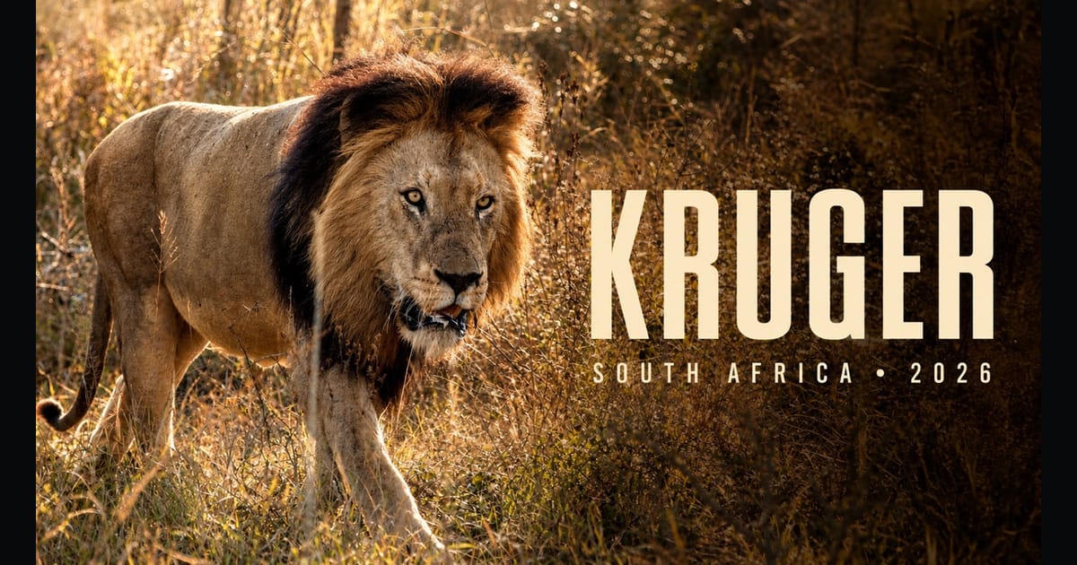 Preview artwork for Four days in Kruger: the animals we saw