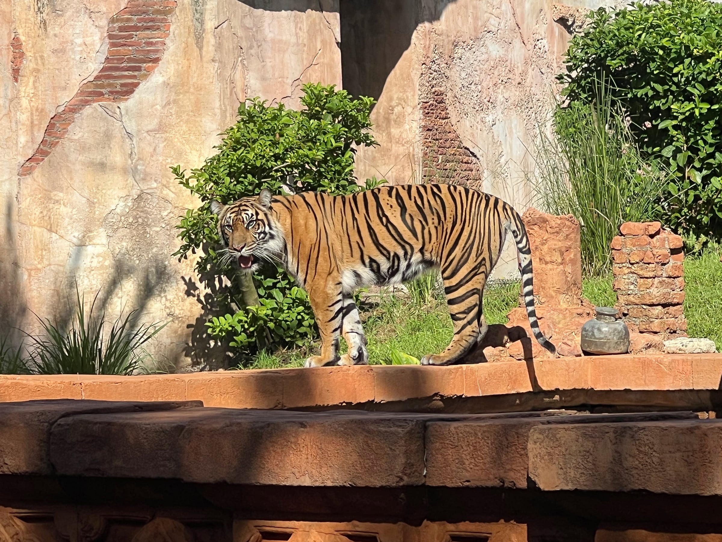 A tiger at Animal Kingdom.