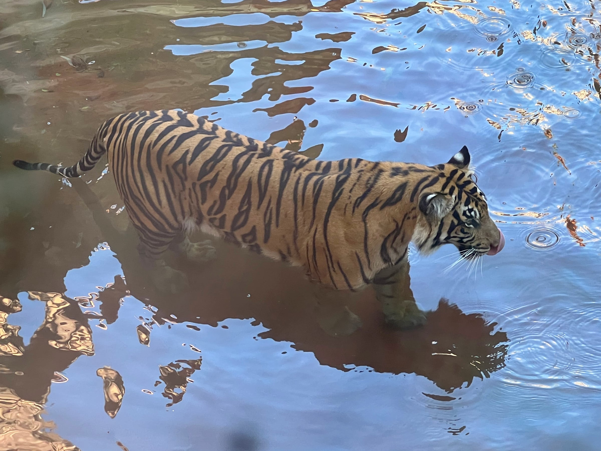 Cooling off in the water.