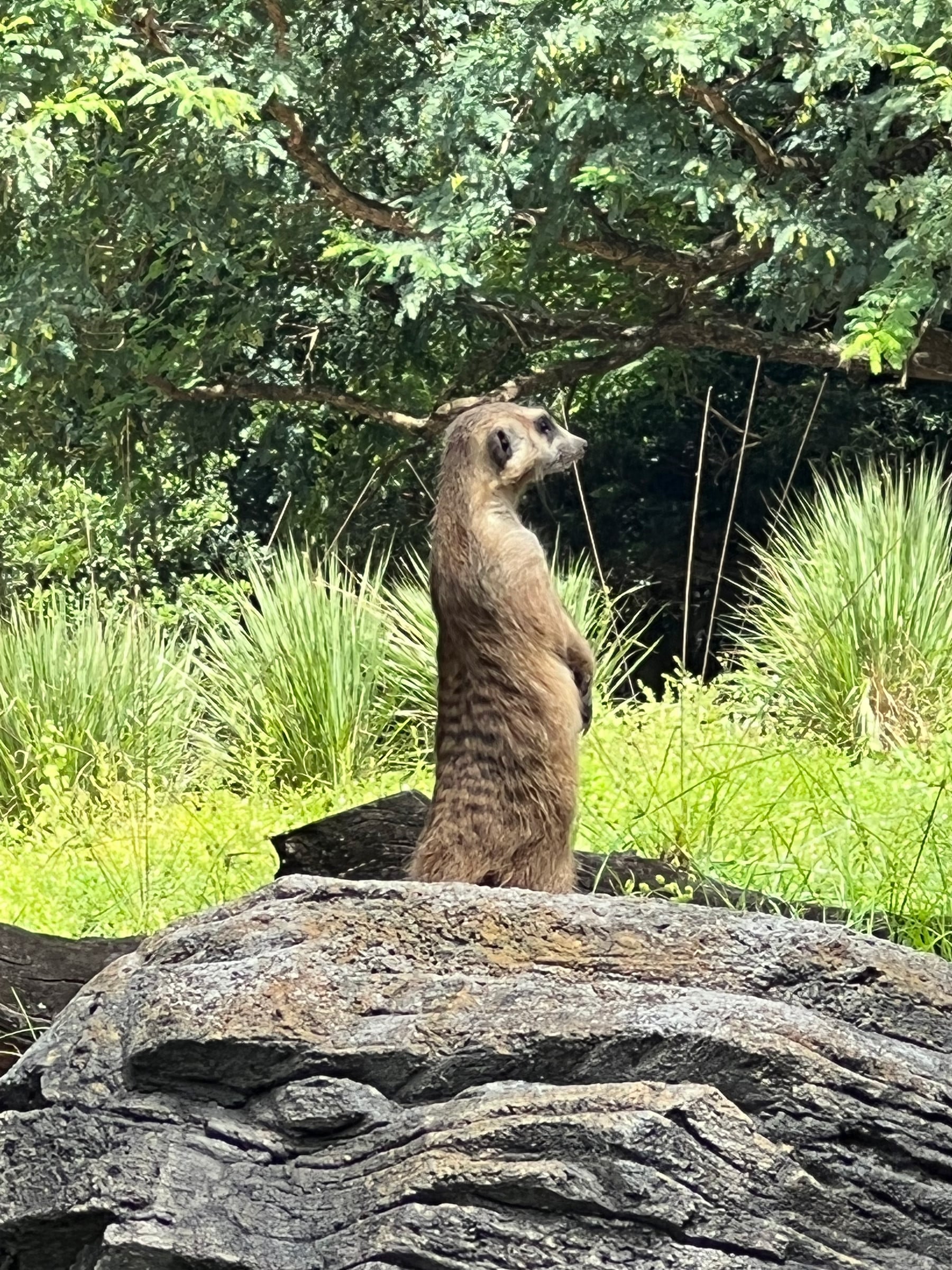 A meerkat keeping watch.