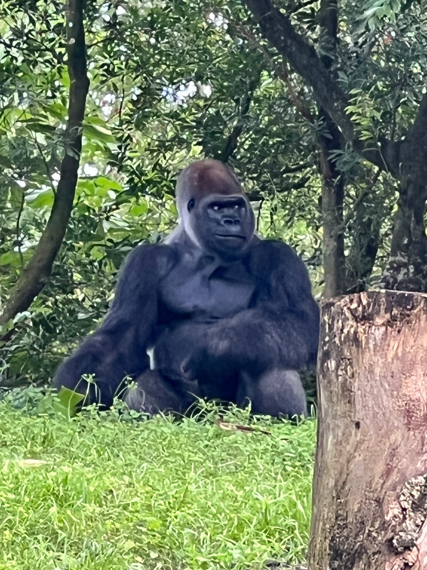 A gorilla among the trees.