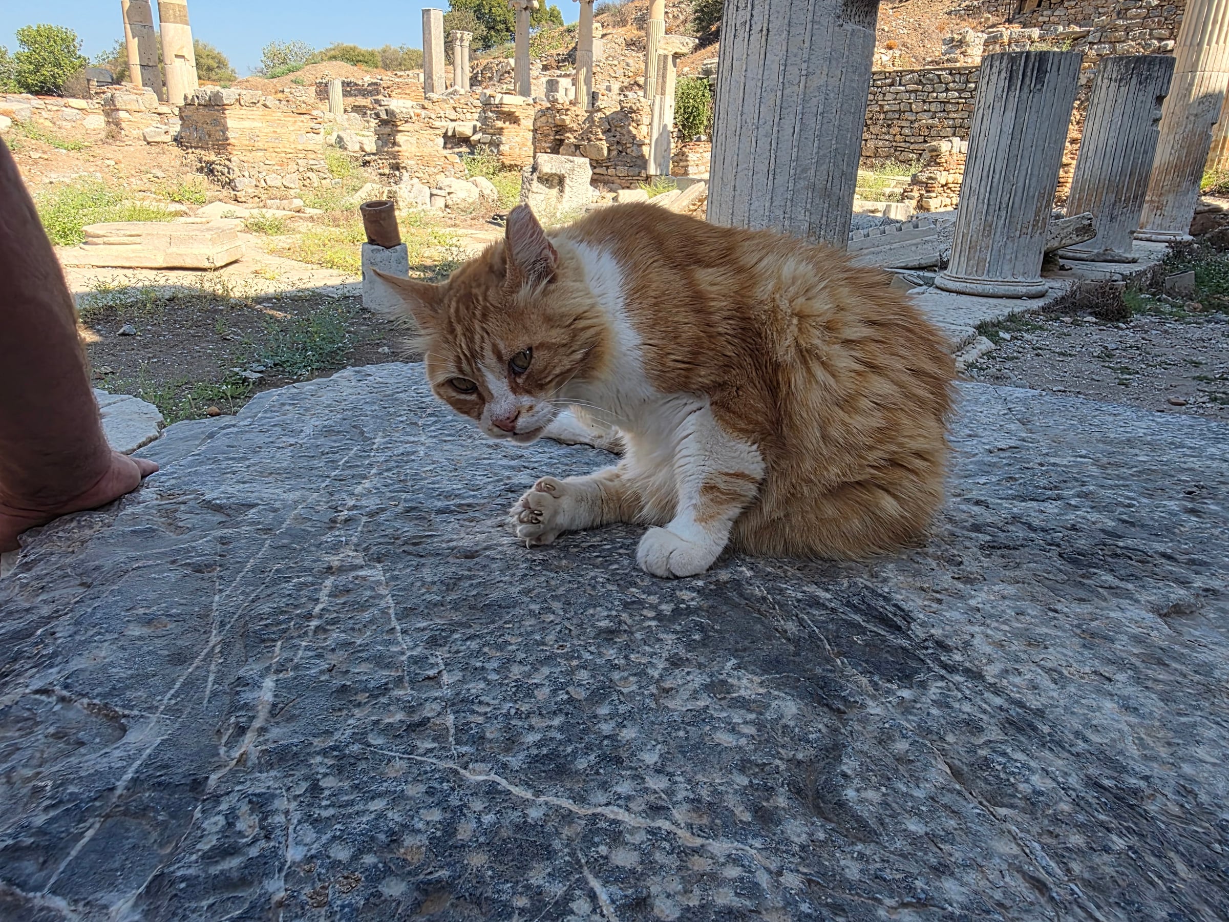 A ginger-and-white cat grooming on a stone at Ephesus.