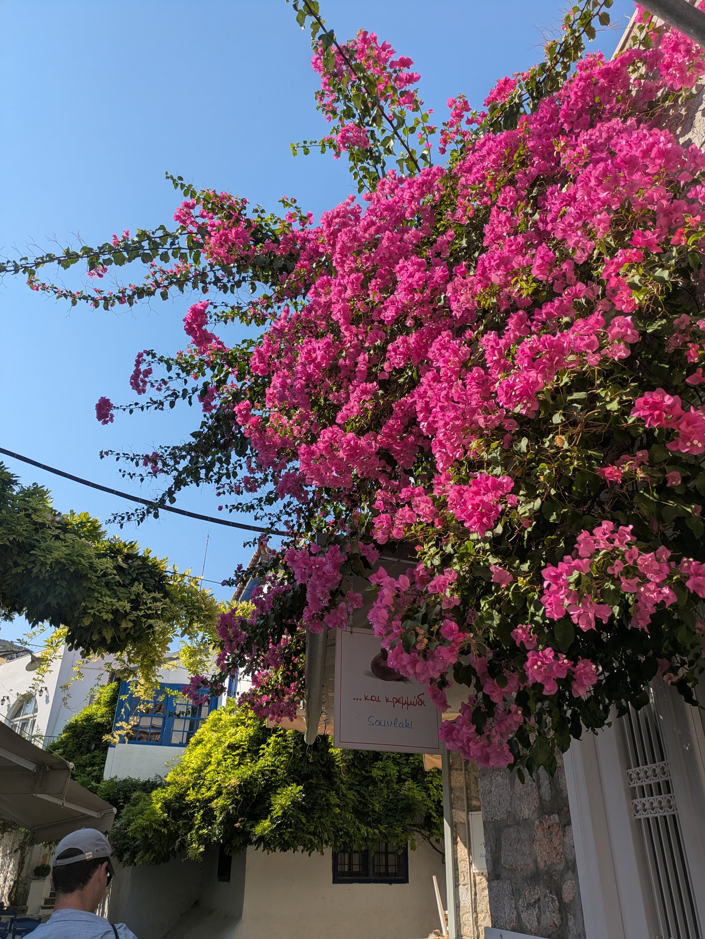 Bougainvillea above the lanes in Hydra.