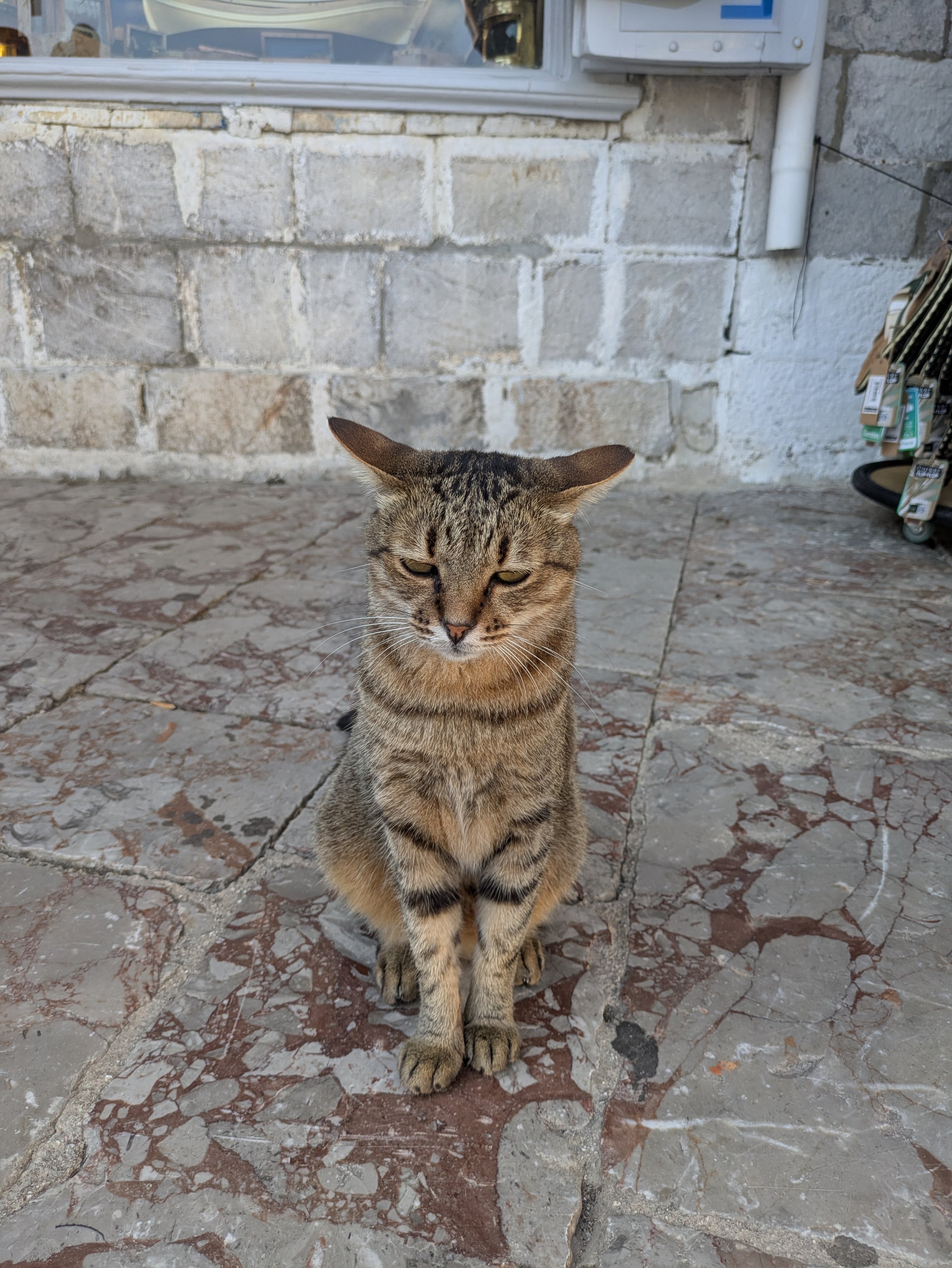 Another stop to say hello to a cat.
