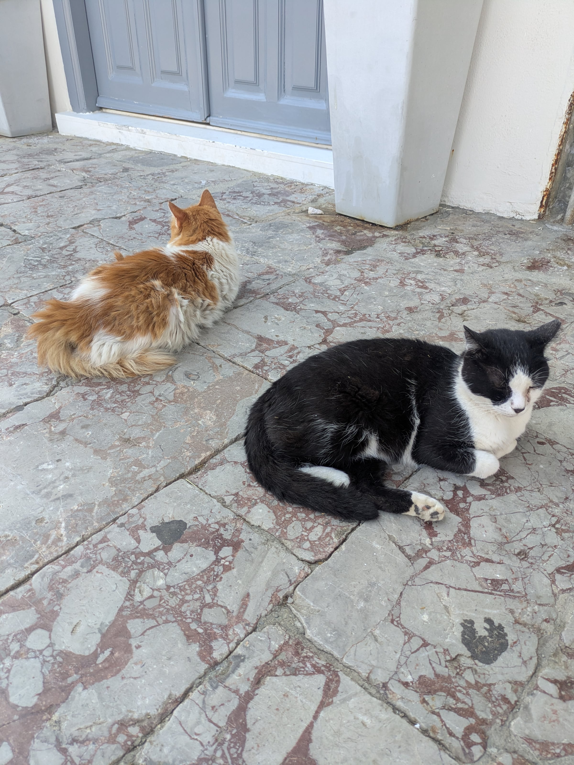 Two cats resting together beside a doorway in Hydra.