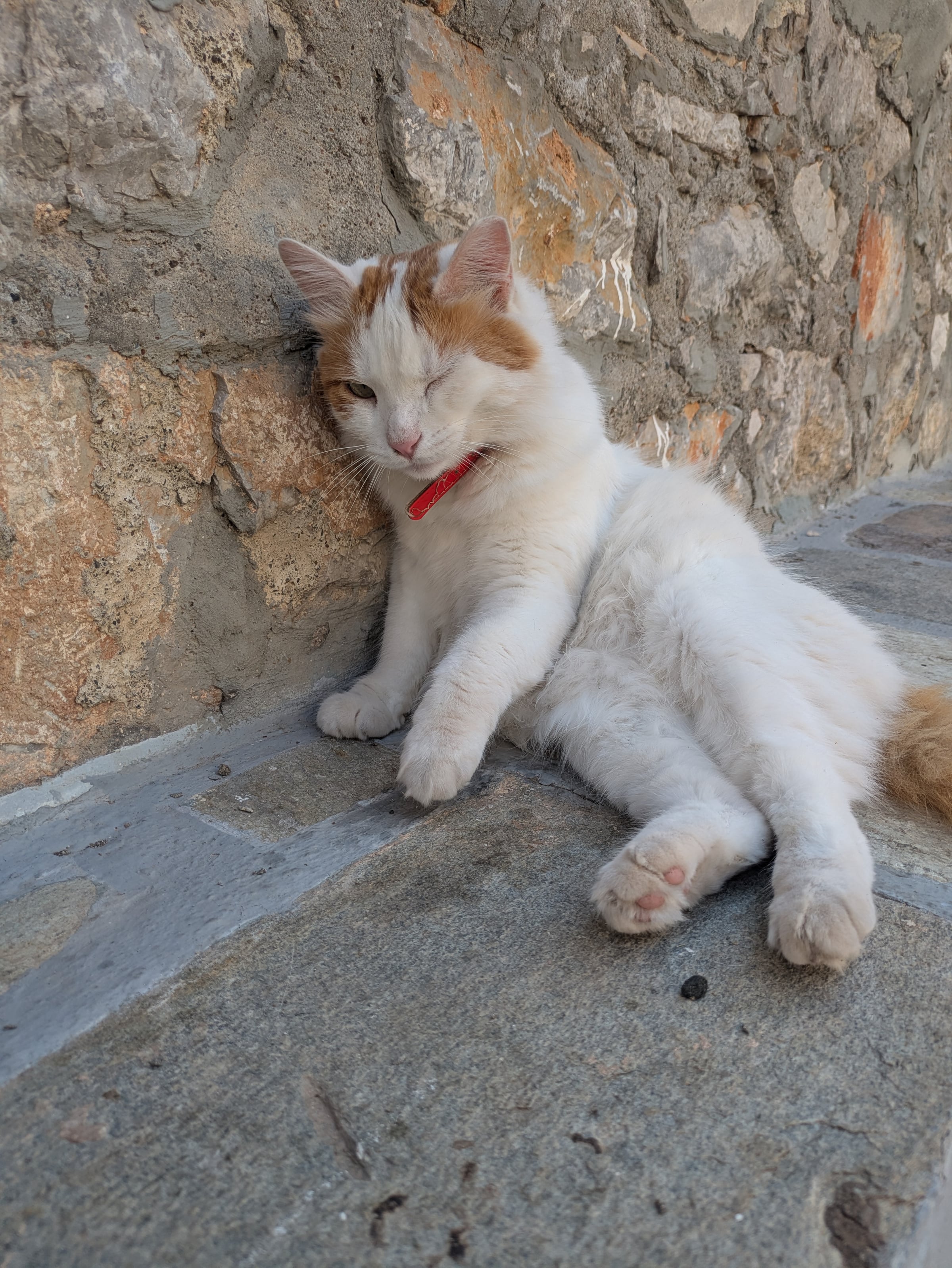 A ginger-and-white cat leaning against a stone wall in Hydra.