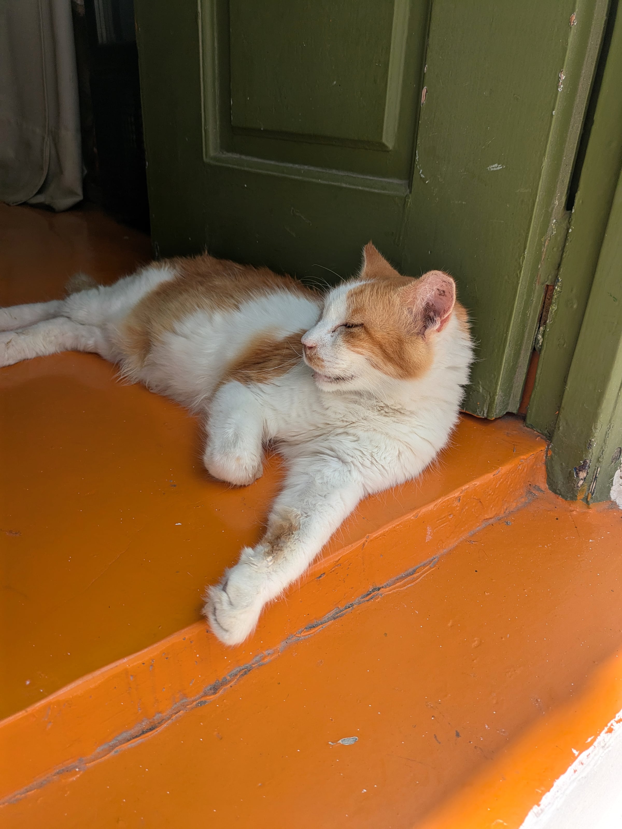 A cat resting in a doorway in Mykonos.