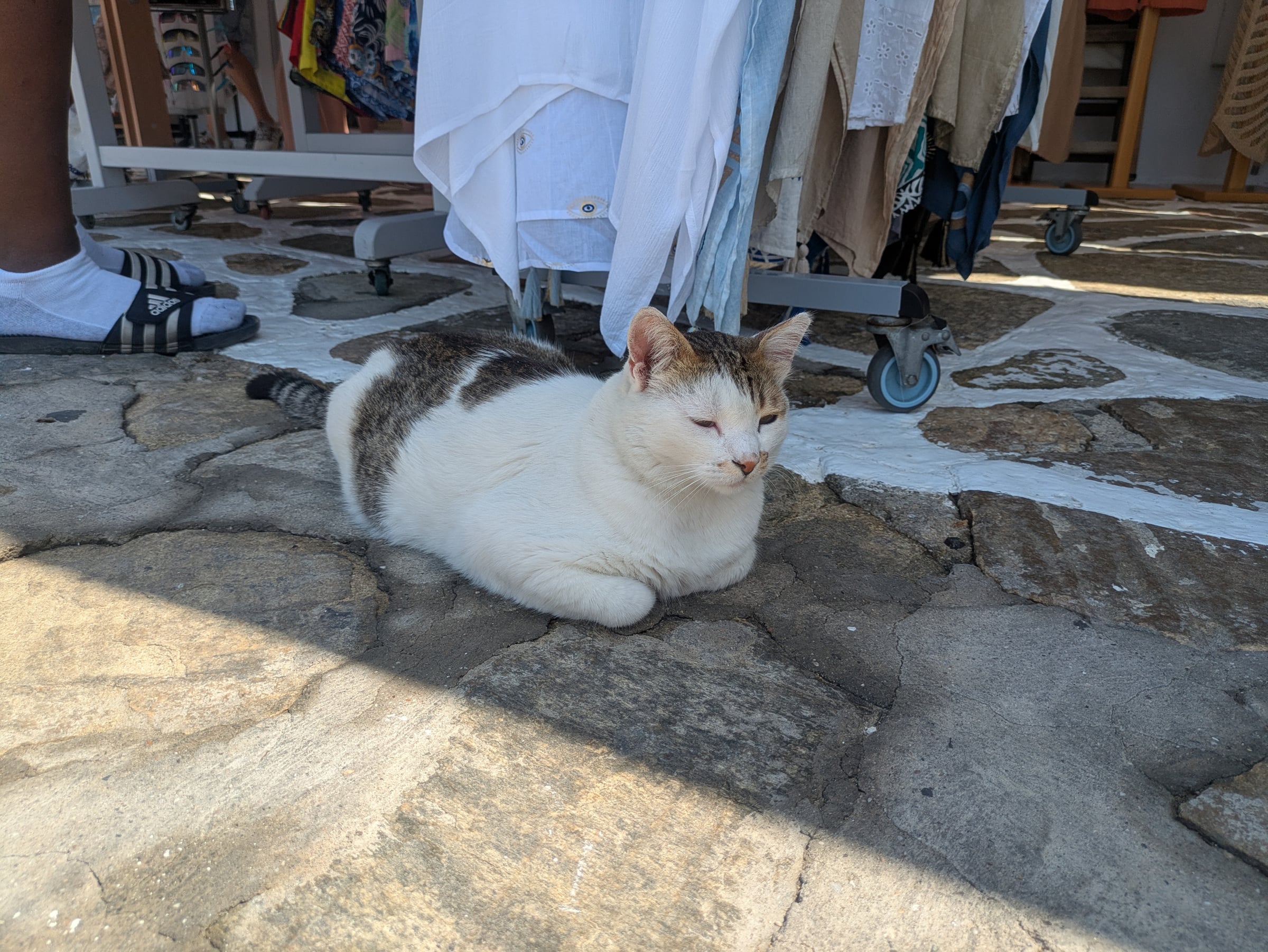 A cat settled on the patterned paving in Mykonos.