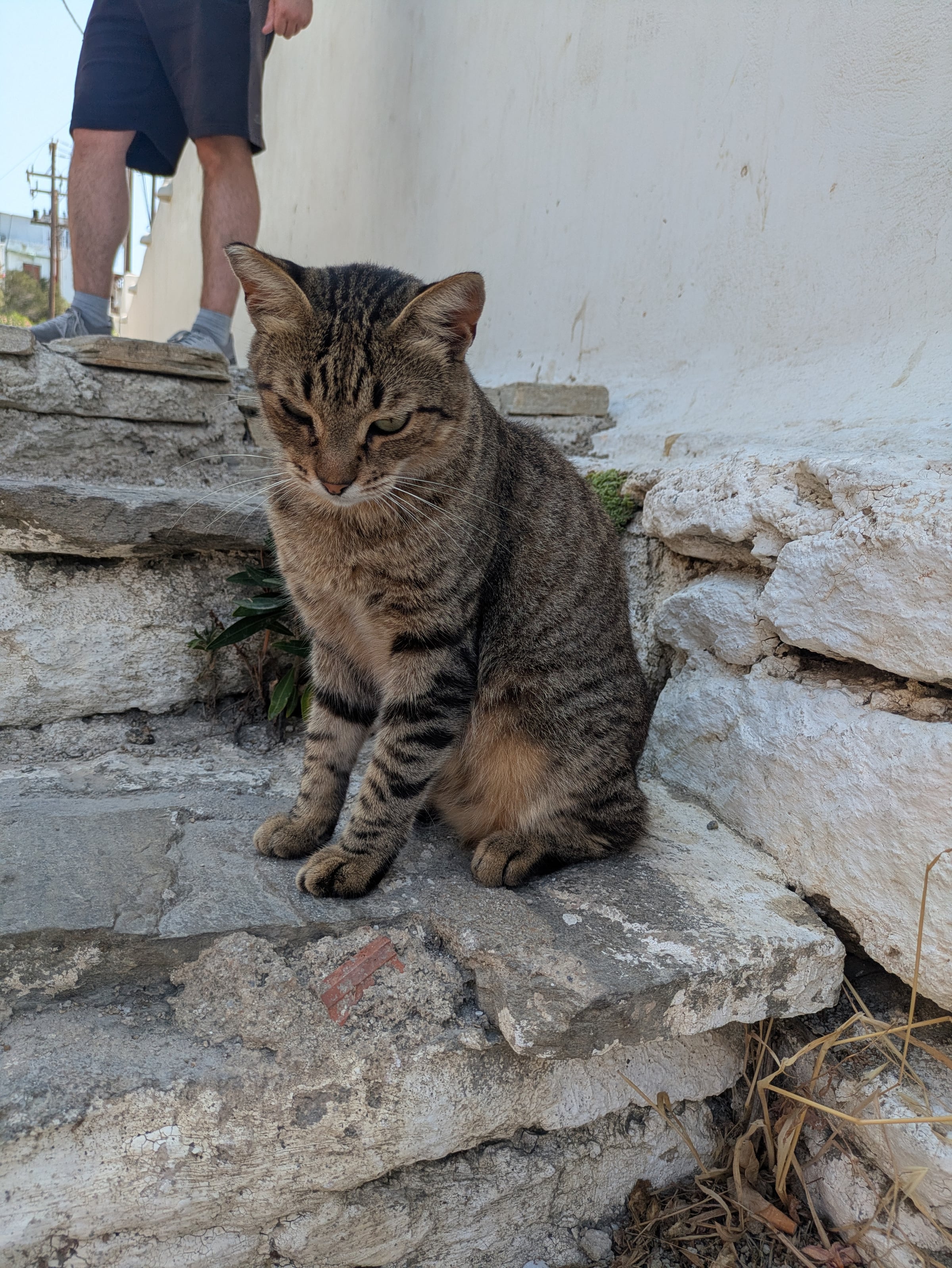 A tabby sitting on the stone steps in Mykonos.