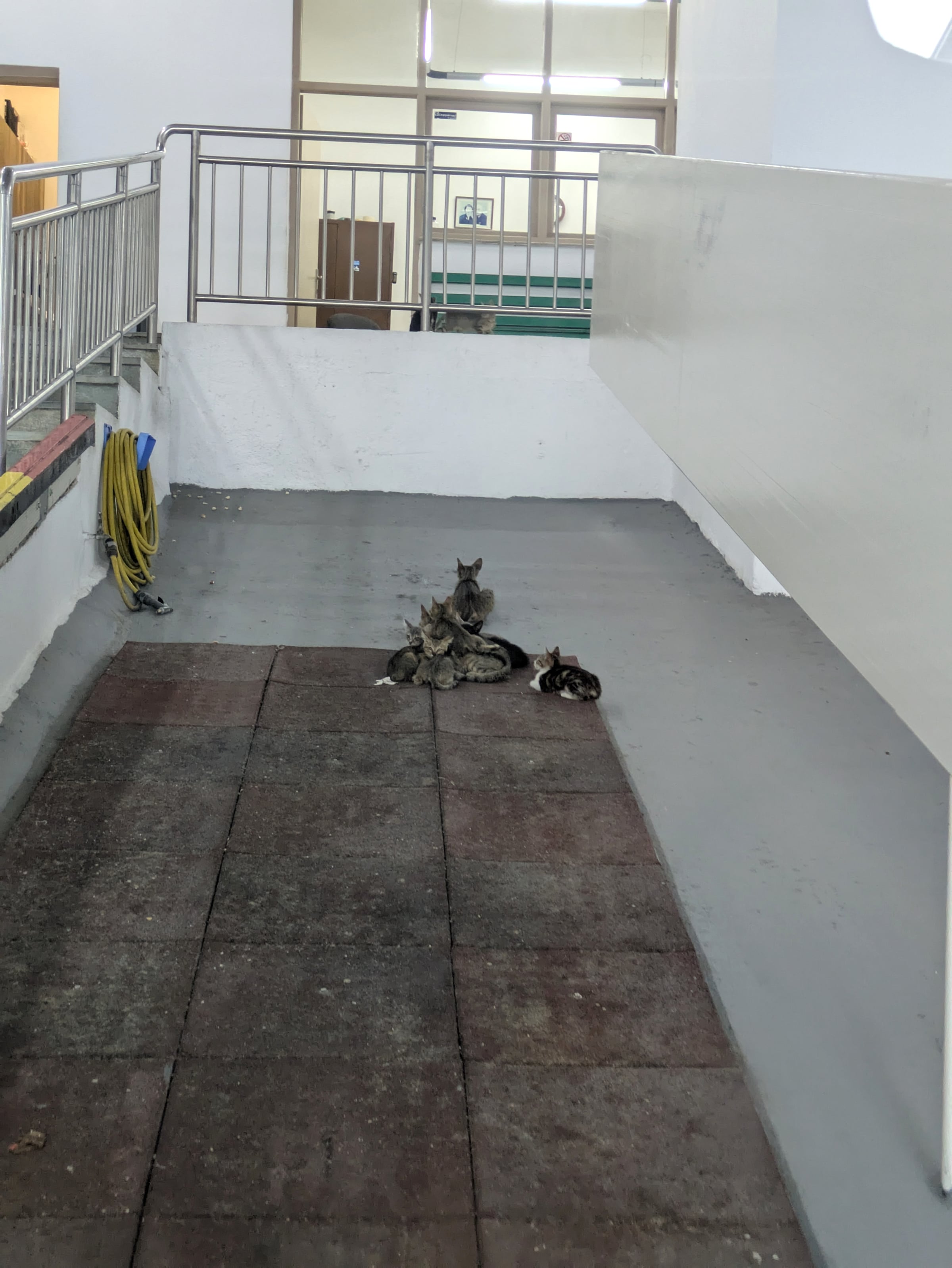 A family of cats near the cable-car station.