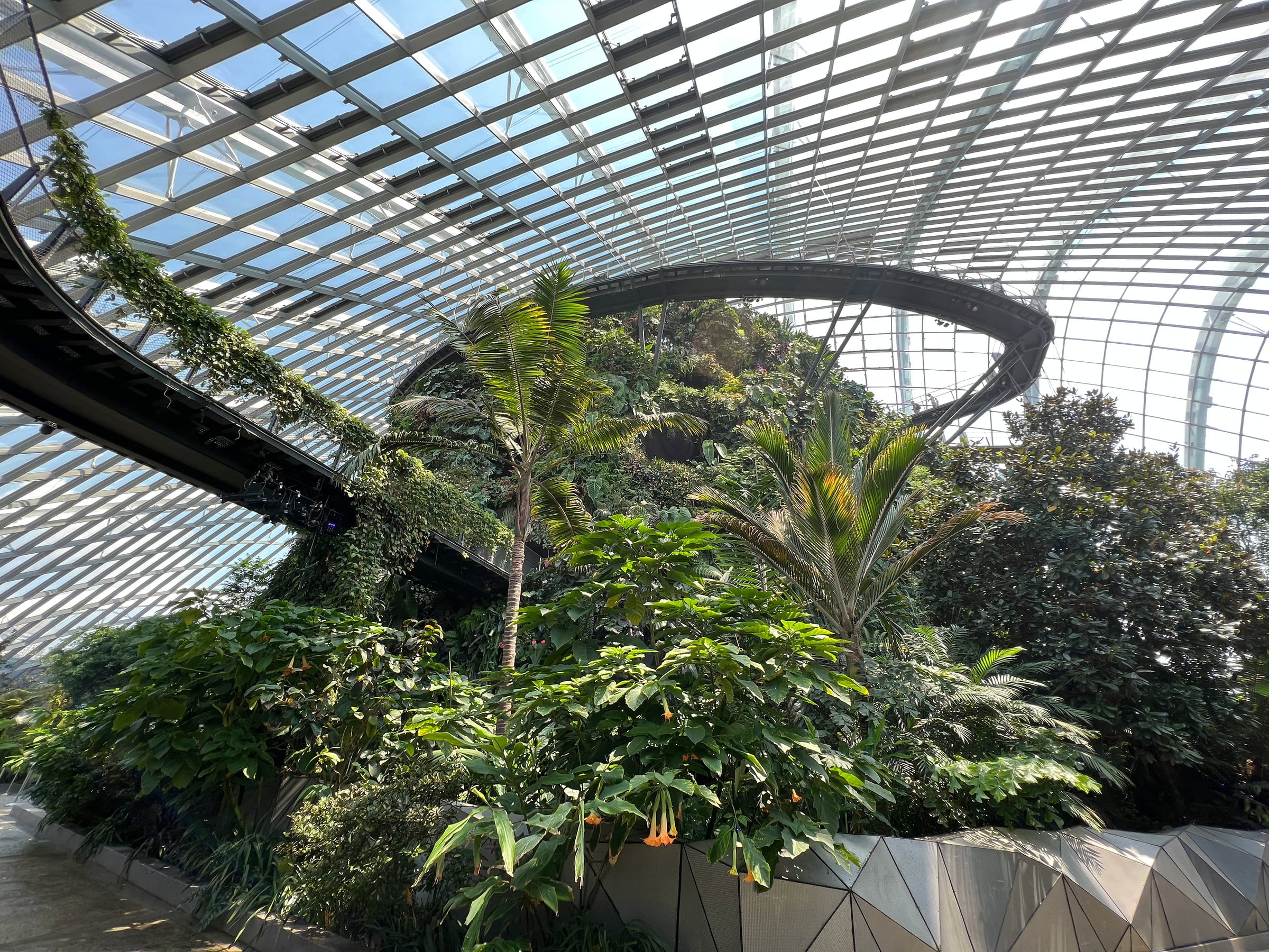 The walkways winding through the Cloud Forest.