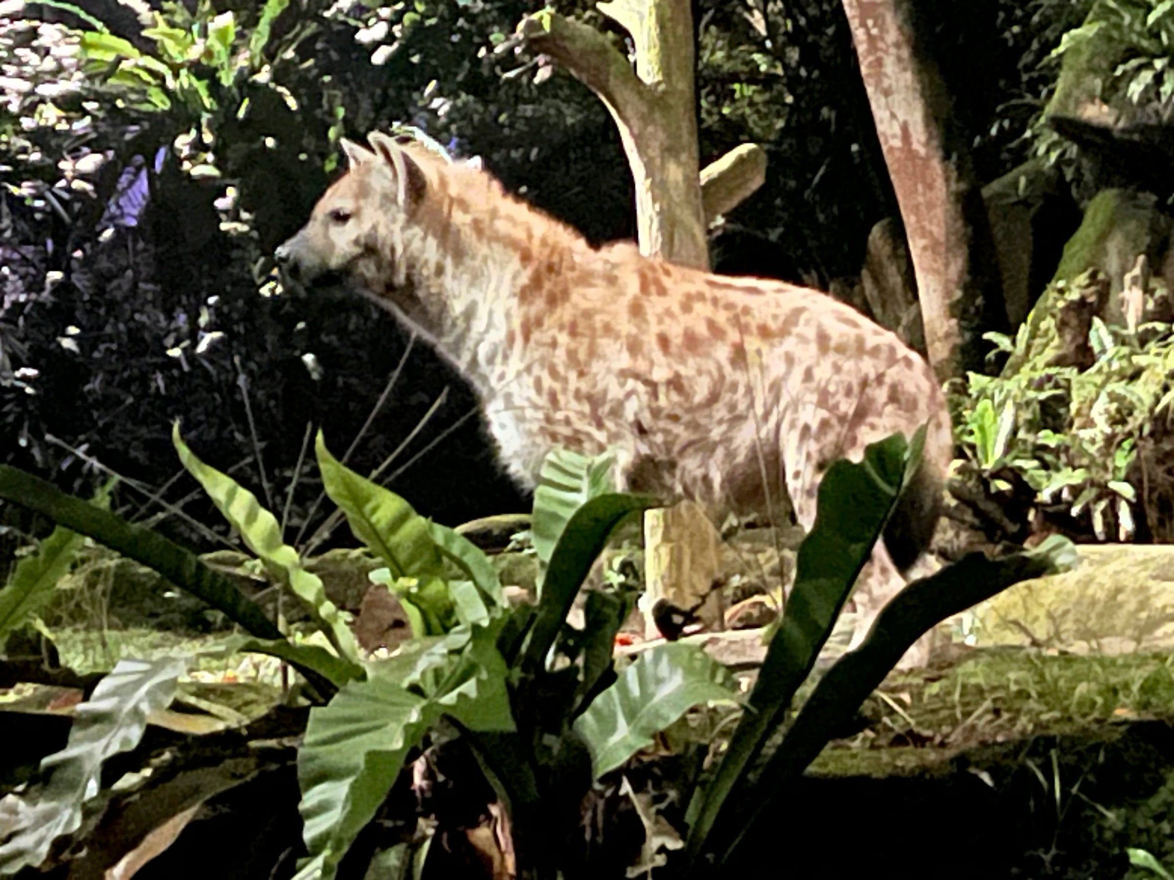 A spotted hyena at the Night Safari.