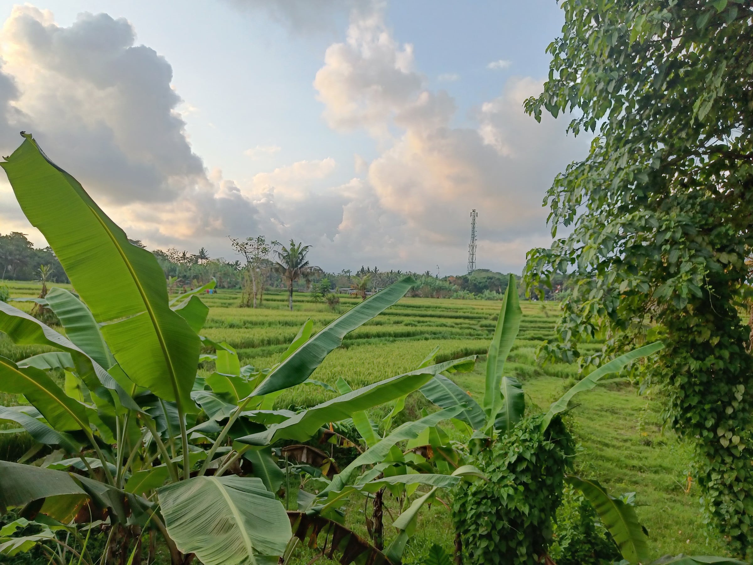 Rice fields beside the resort on our first afternoon in Ubud.