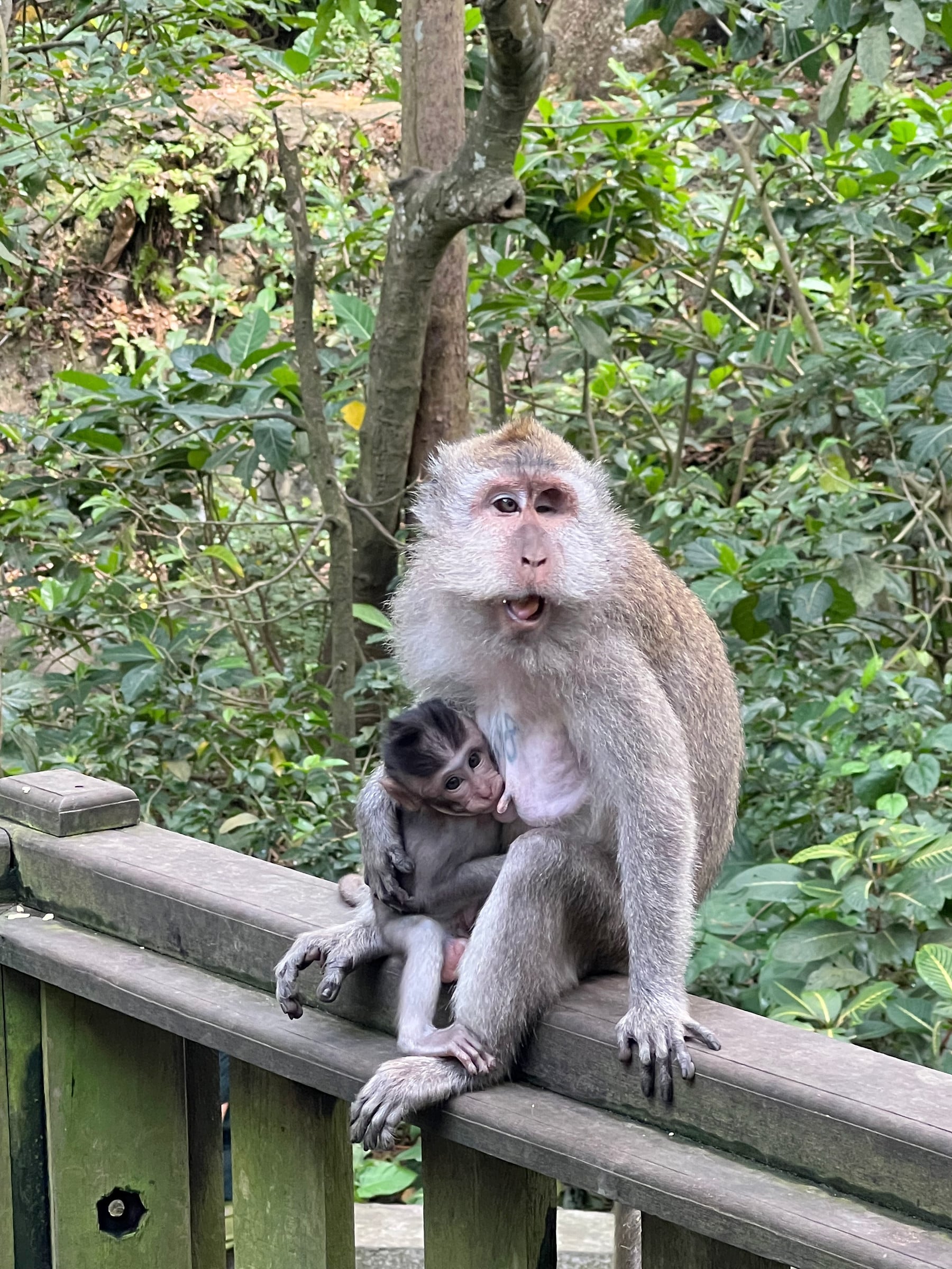 A mother and baby at Ubud Monkey Forest.
