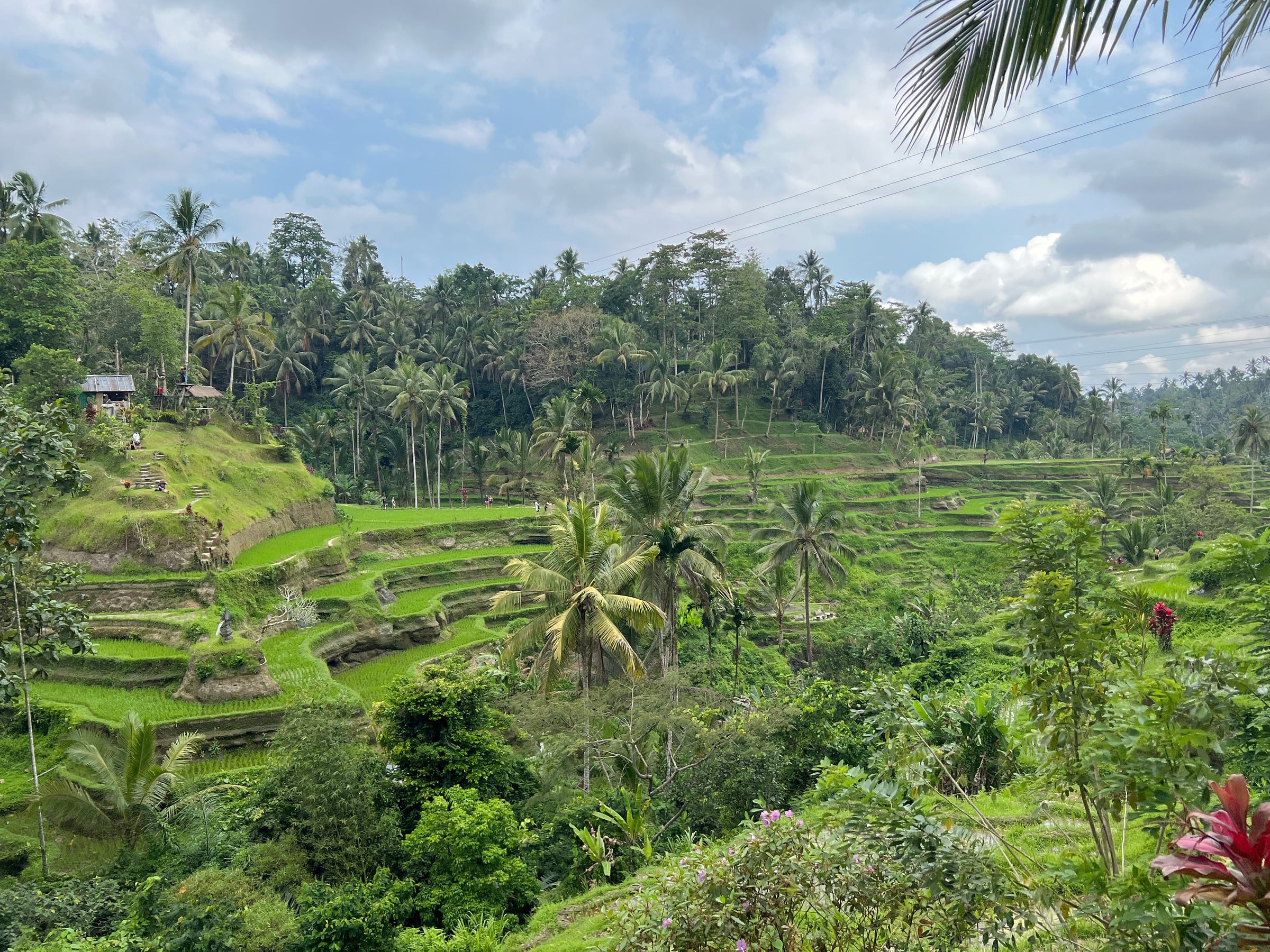 The rice terraces at Tegallalang.