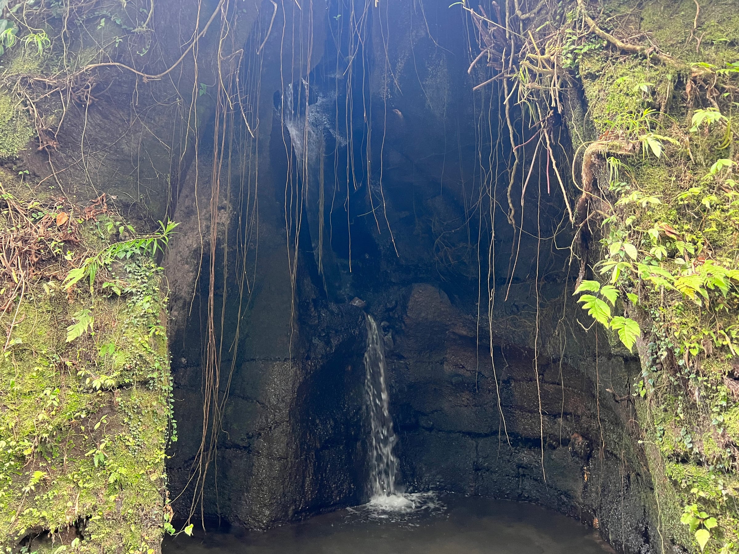 A waterfall among the roots and greenery.