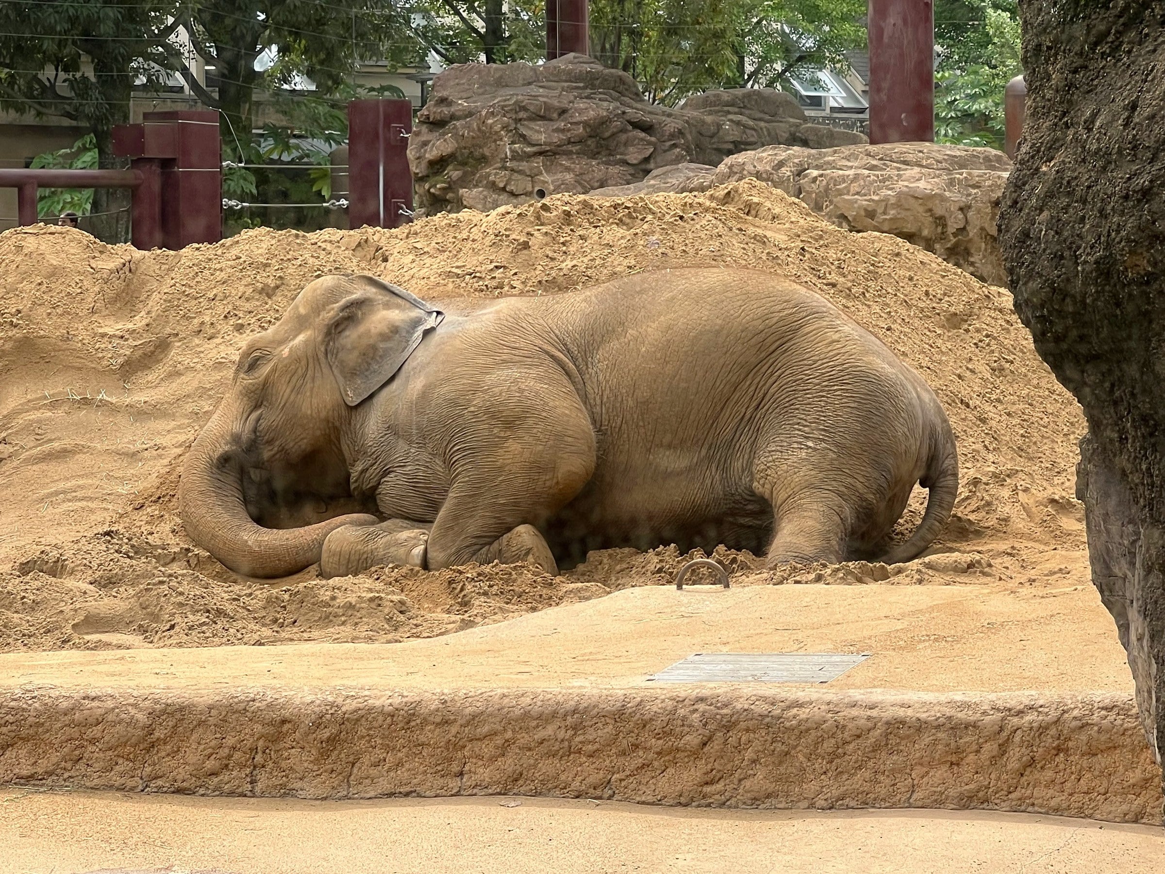 The elephants at Ueno Zoo.