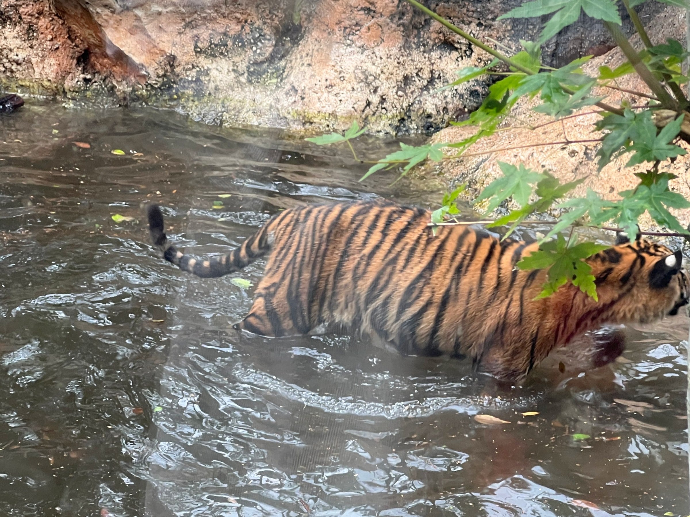 A tiger taking to the water.