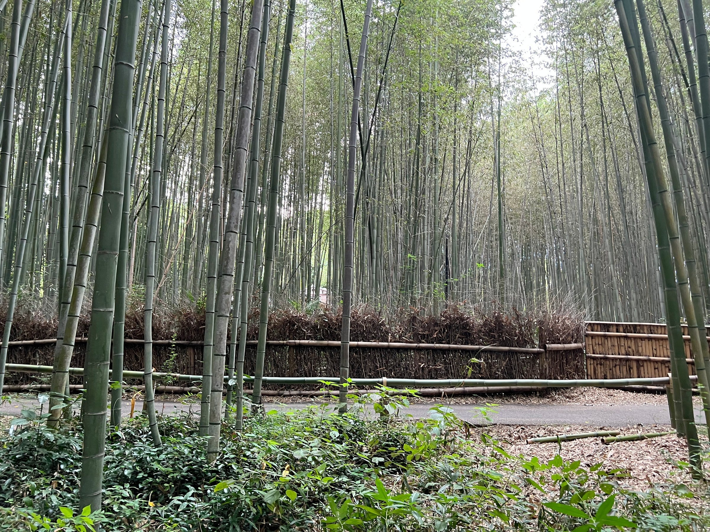Looking into the bamboo grove.