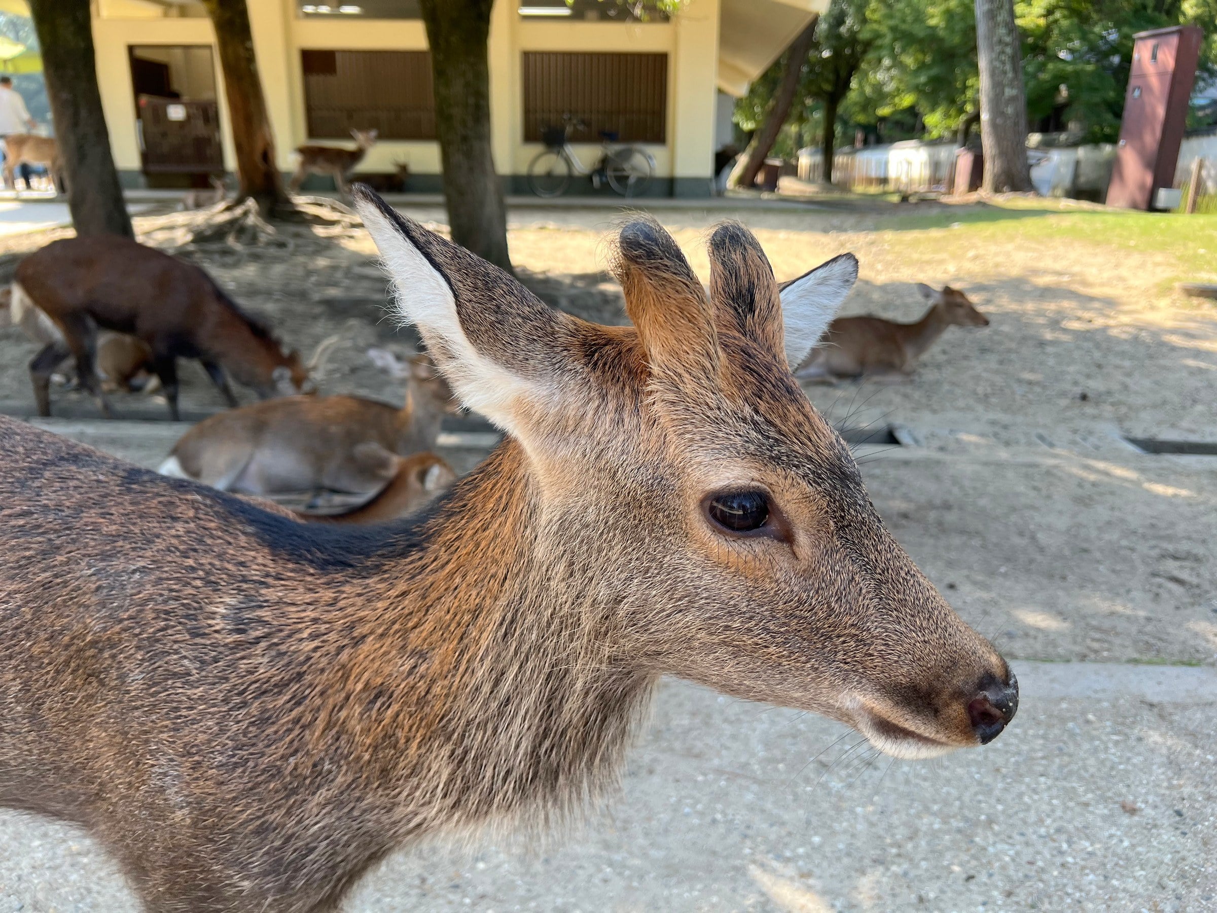 One of our companions in the park.