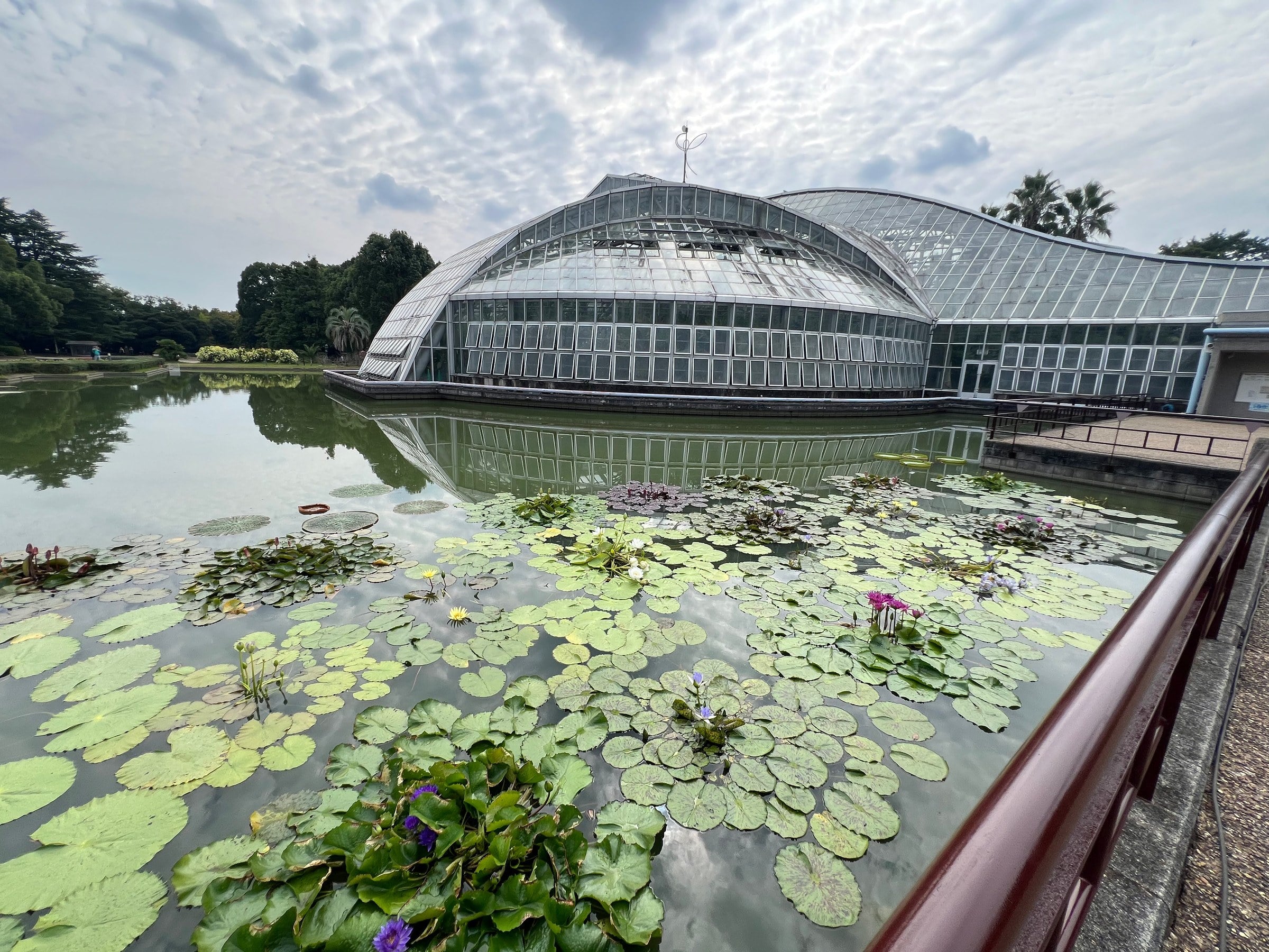 Water lilies beside the conservatory.