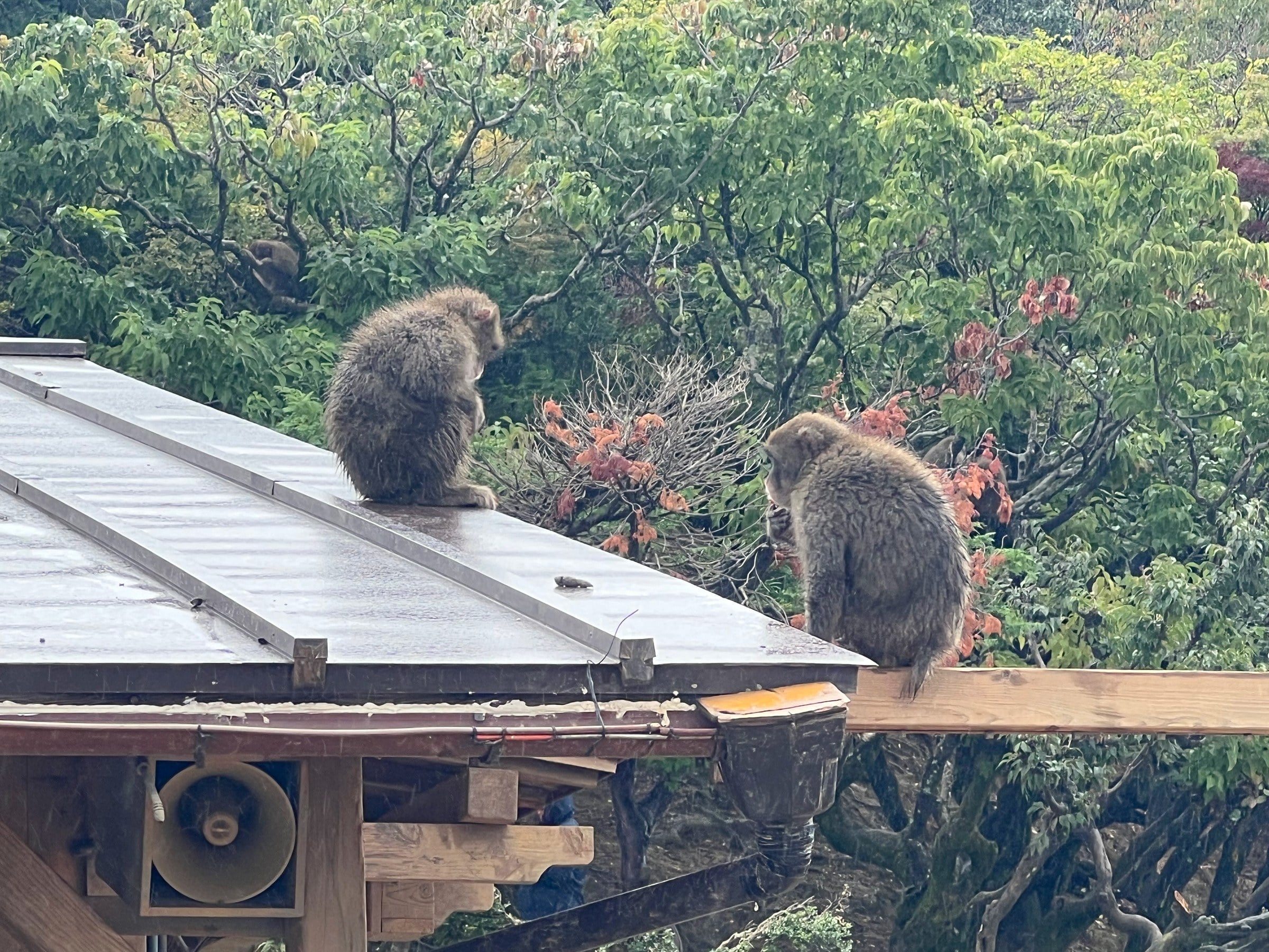 Monkeys on the roof at Arashiyama.