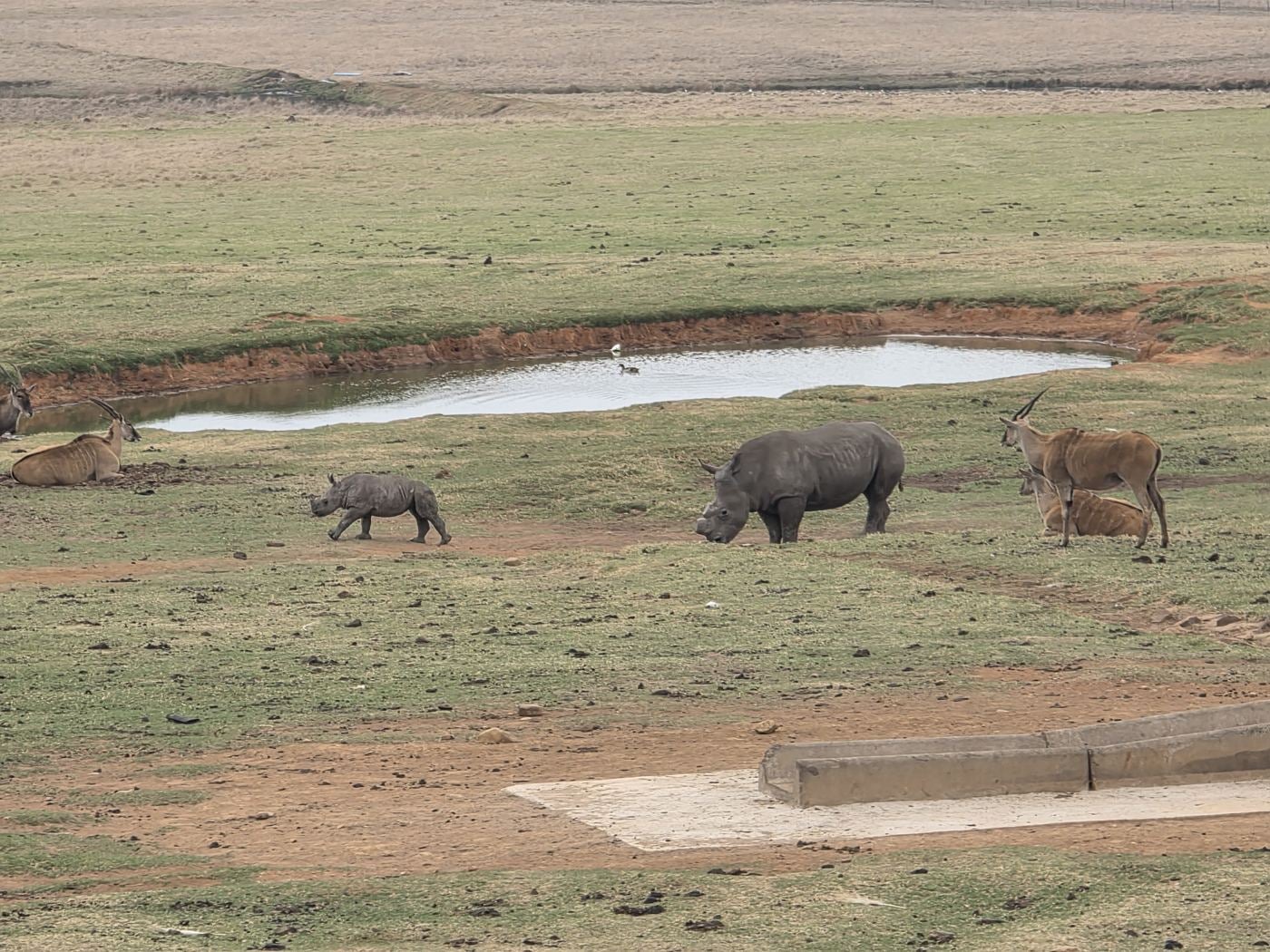 White rhinos beside a waterhole at Alzu Petroport