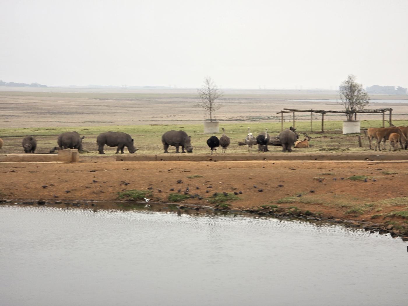 Rhinos and buffalo at a water trough