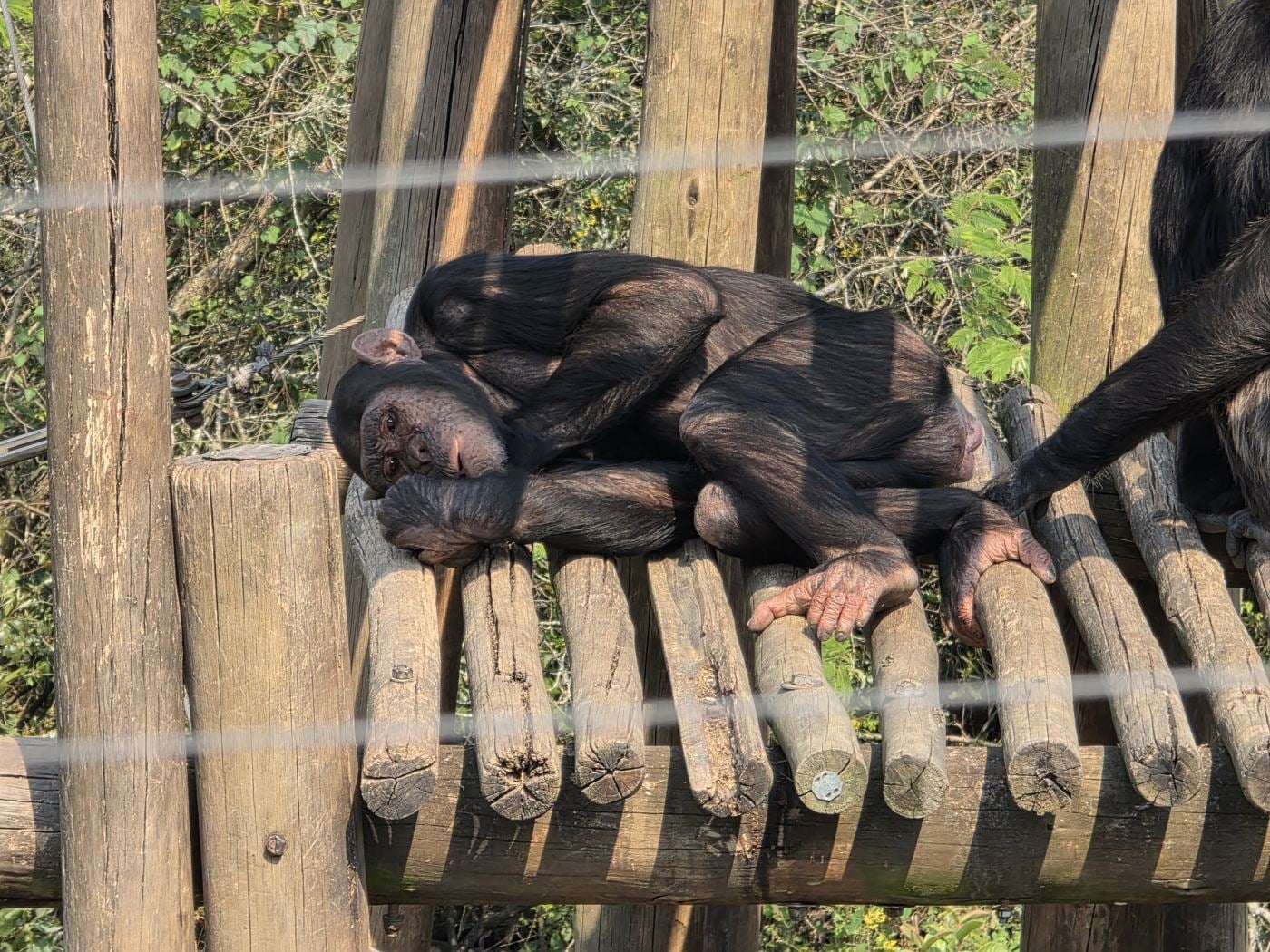 Chimpanzees lying on a wooden platform at Chimp Eden