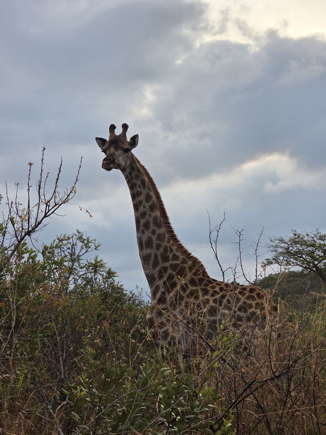 A giraffe against a cloudy sky on the estate