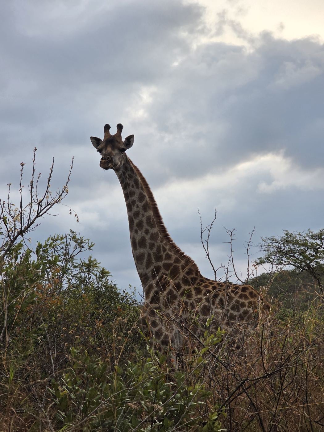 A giraffe looking at the camera on the estate