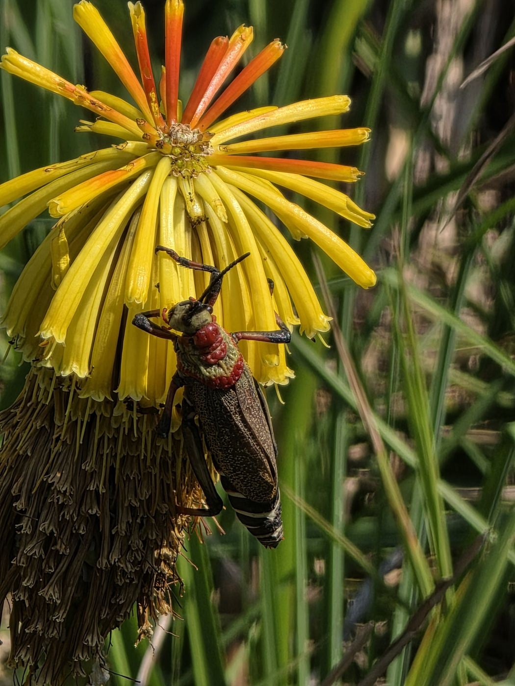 A large red and green milkweed locust on a red-hot poker flower