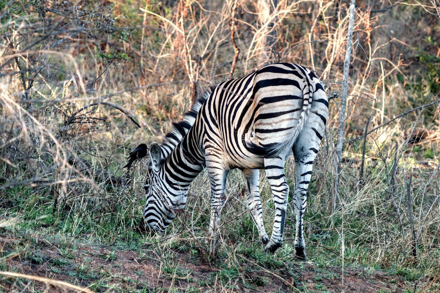 A plains zebra grazing in long grass