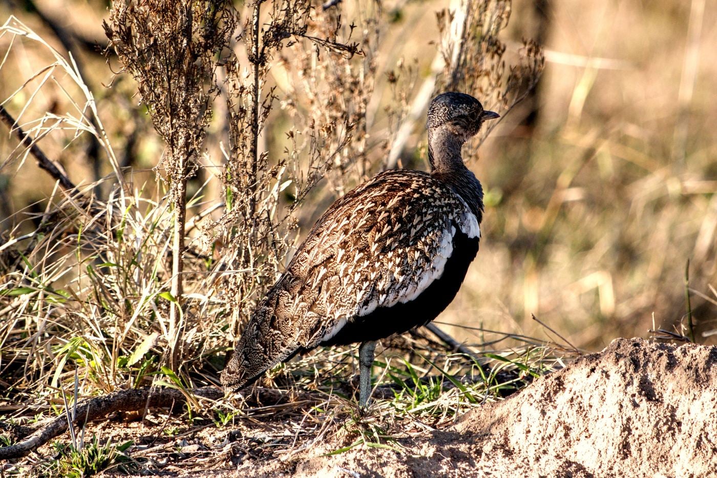 A red-crested korhaan beside a termite mound