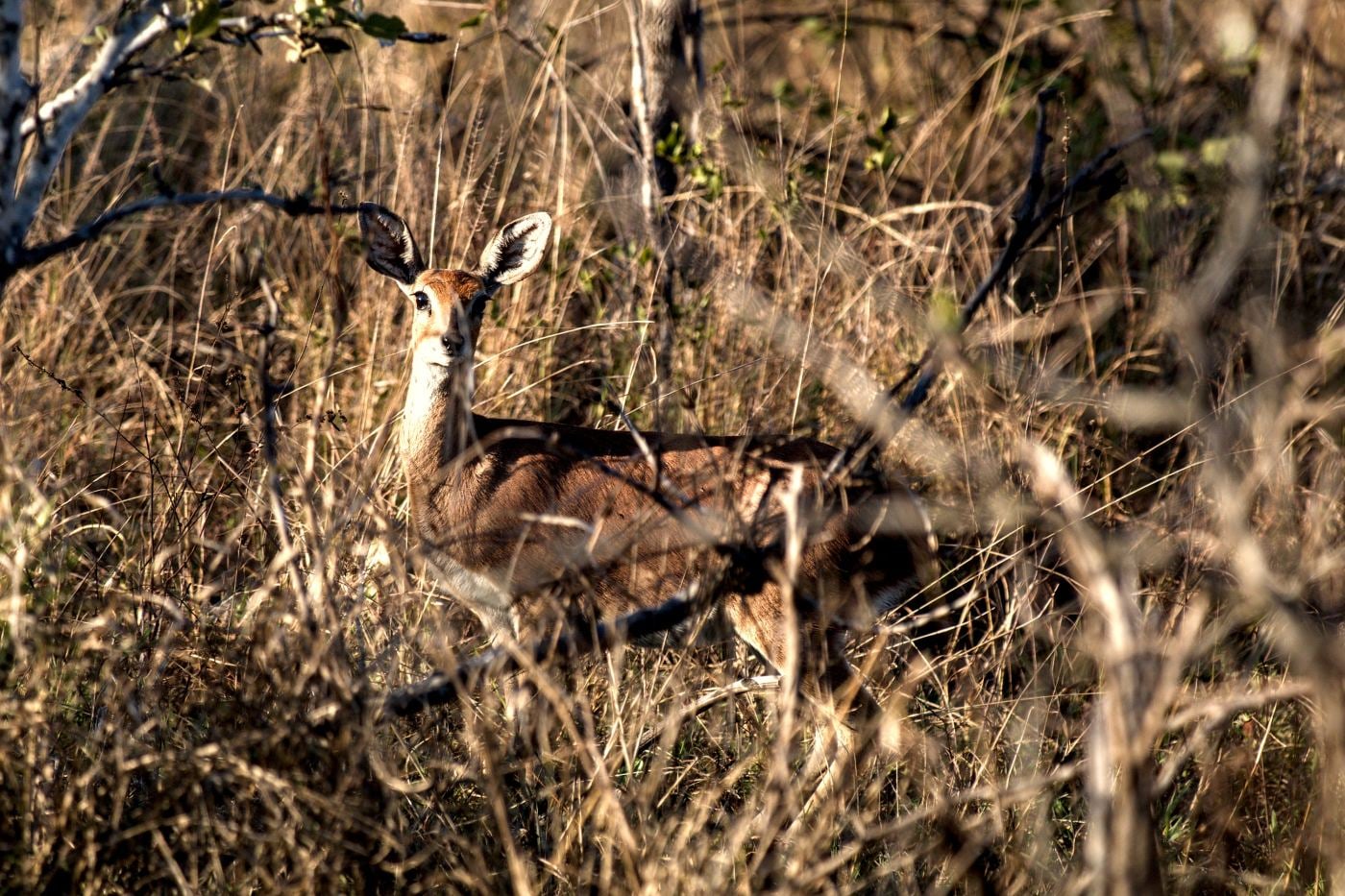 A steenbok looking at the camera from the bush