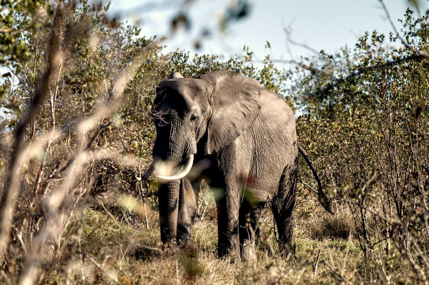A young elephant pushing through scrub