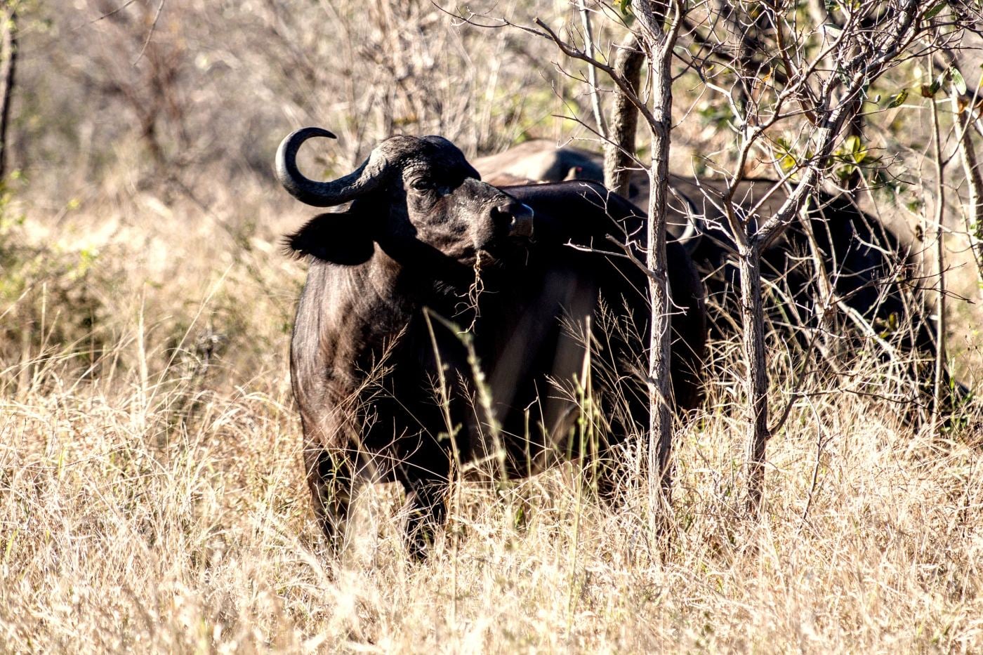 A Cape buffalo bull staring from the bush