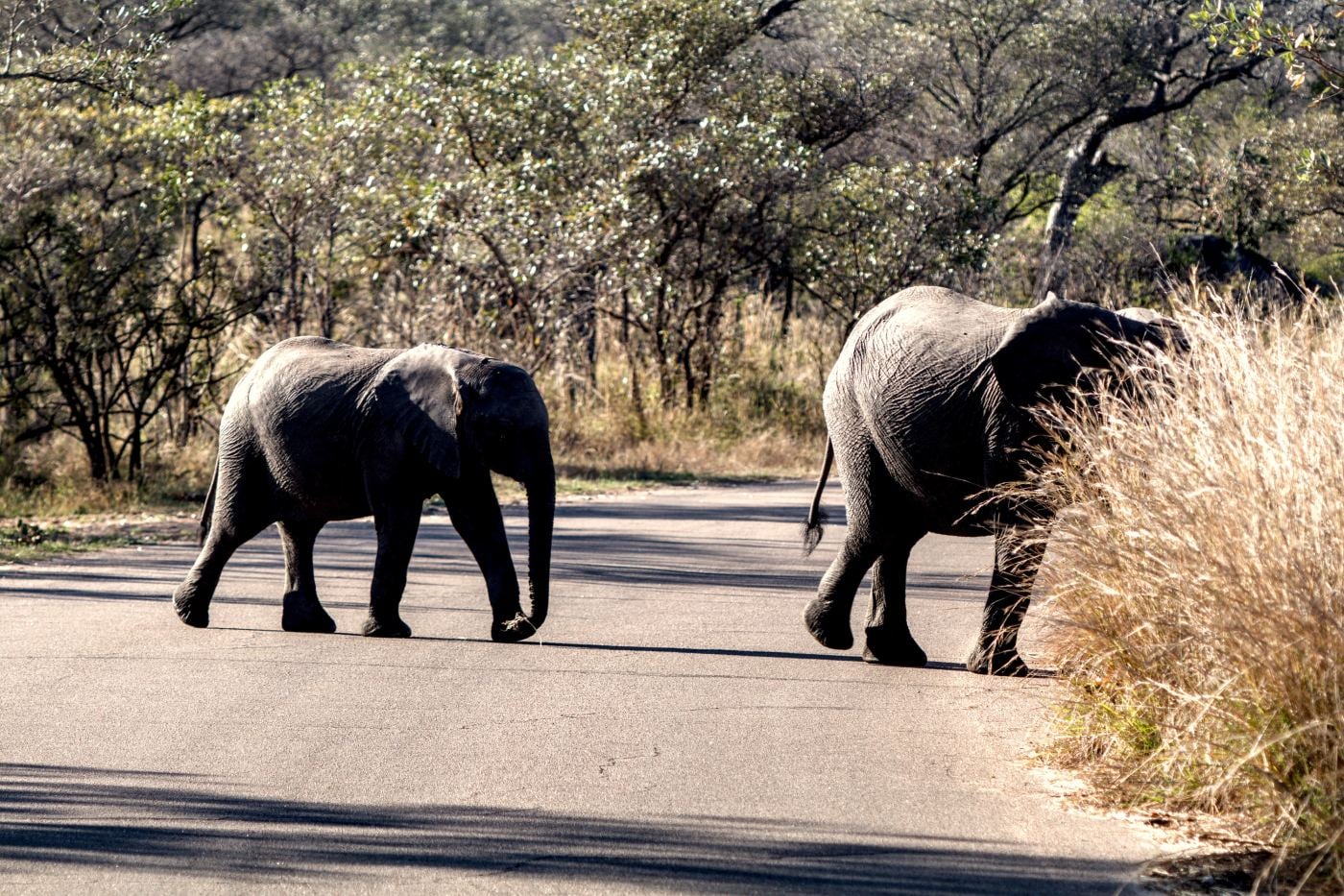 Two elephants crossing the tar road