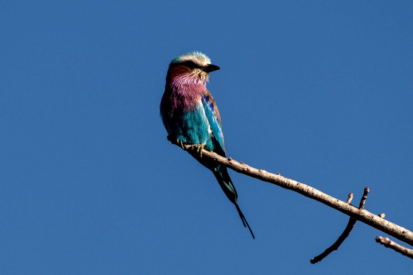 A lilac-breasted roller on a branch against blue sky