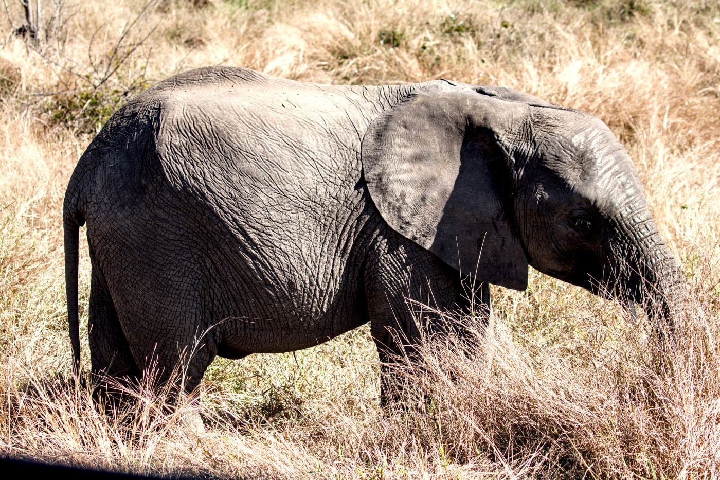 A young elephant in golden grass