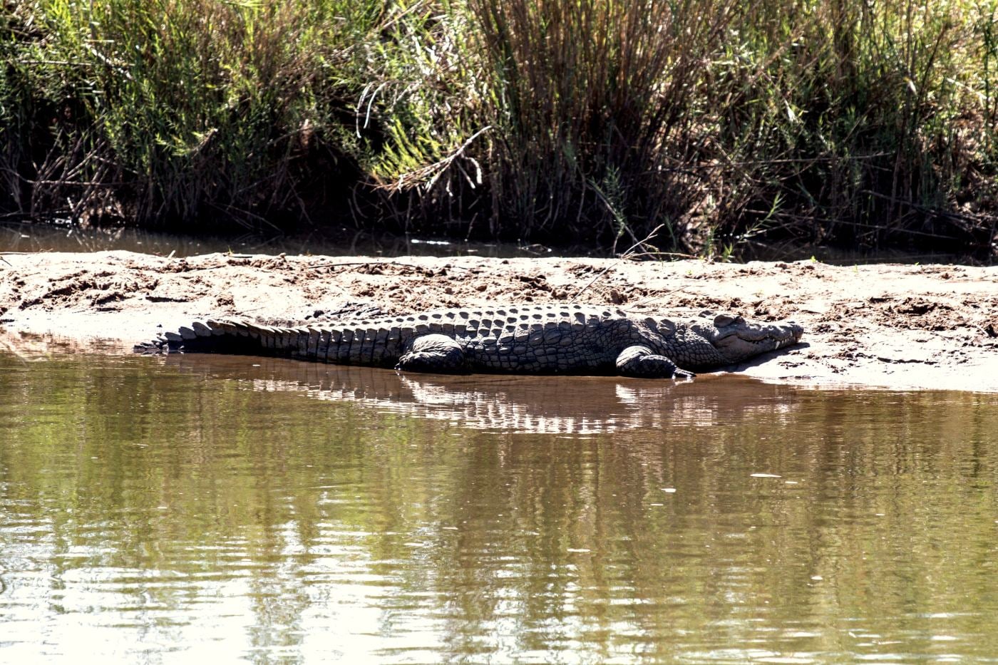 A Nile crocodile on a sandbank