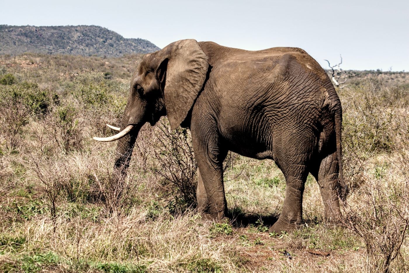 A bull elephant in profile