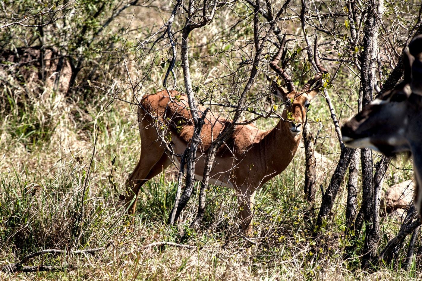 An impala ram in the shade
