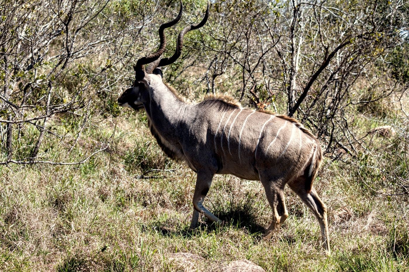 A greater kudu bull in the bush
