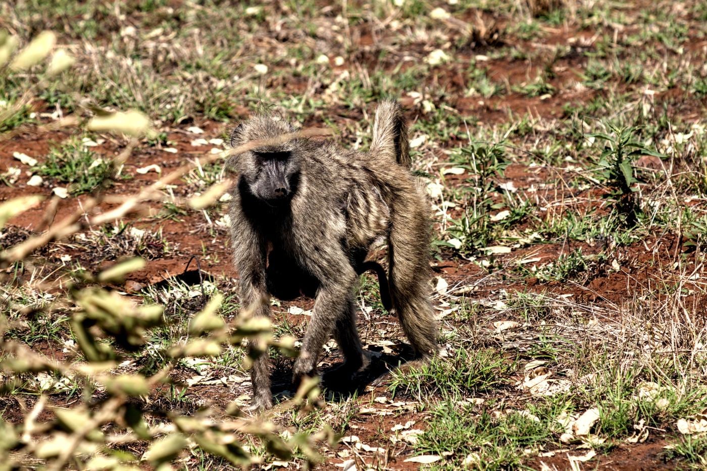 A baboon walking across the road
