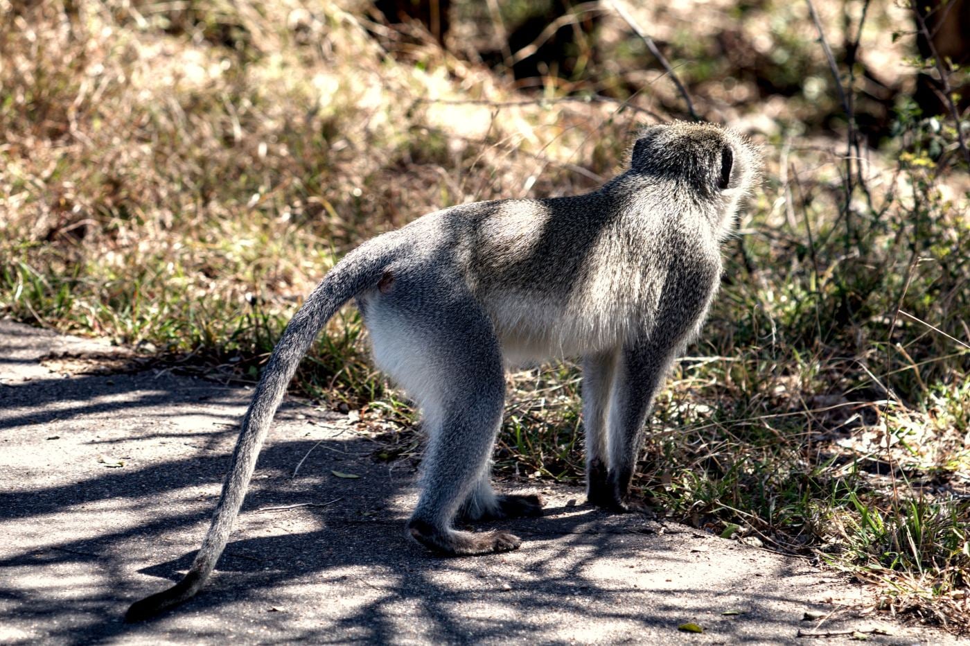 A vervet monkey crossing the road with its tail up