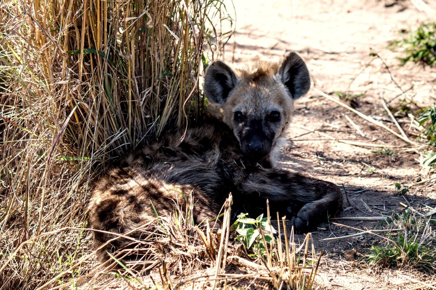 A spotted hyena cub at the den