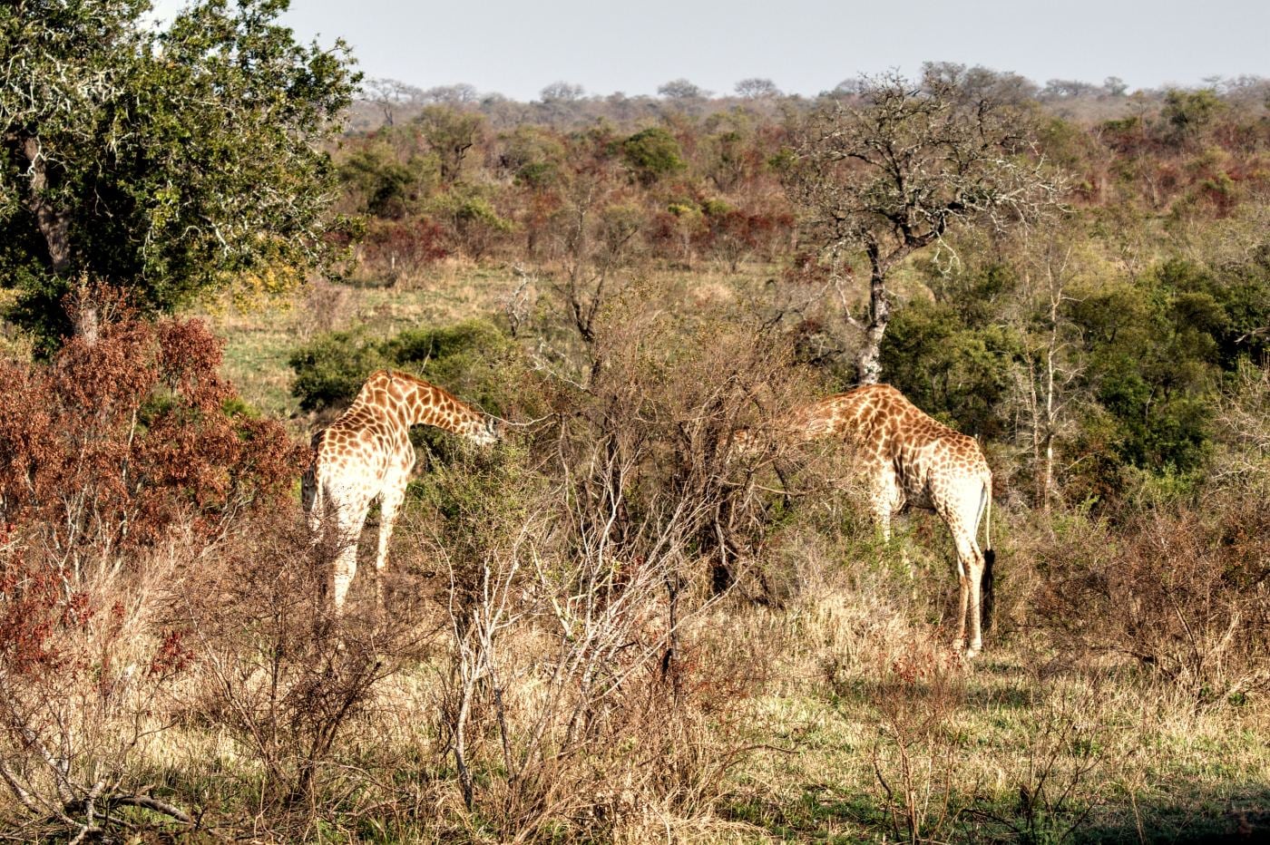 Two giraffes walking into red-leaved bush