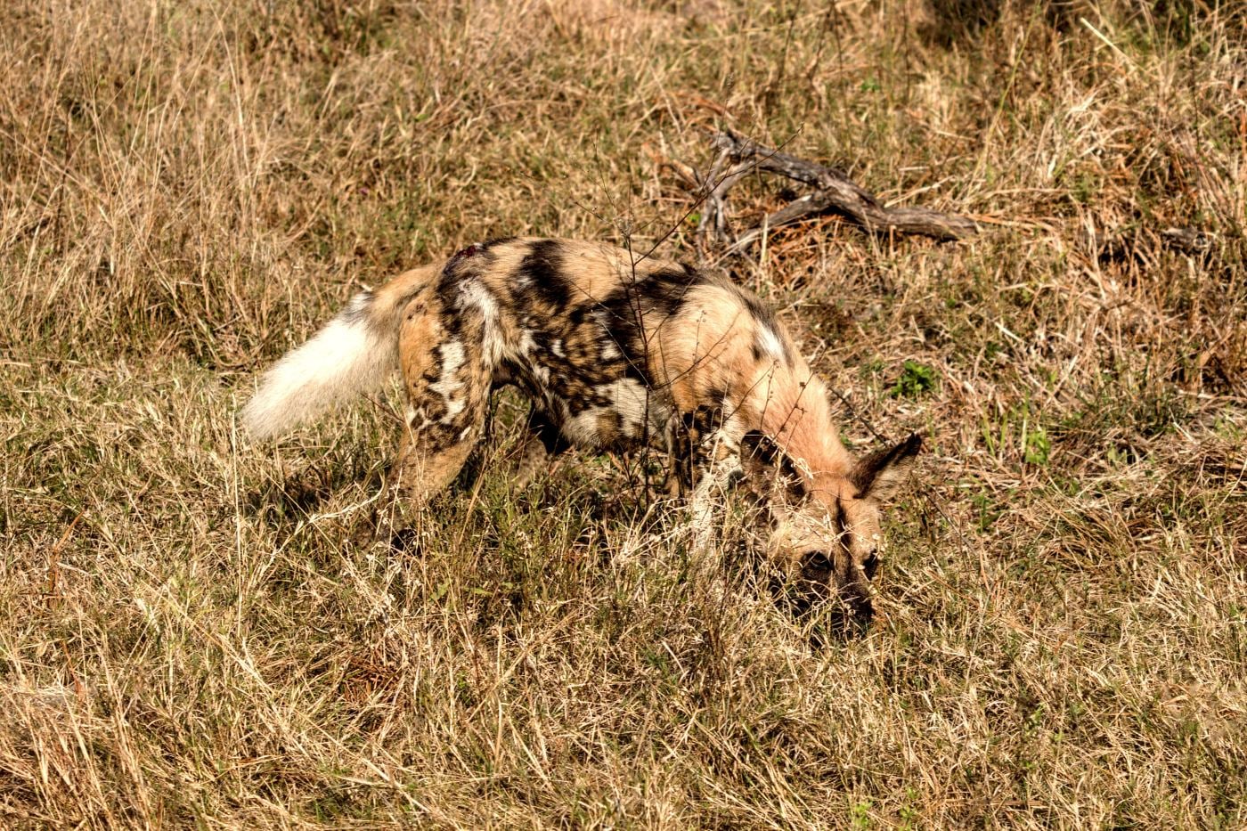 A wild dog looking up from the grass