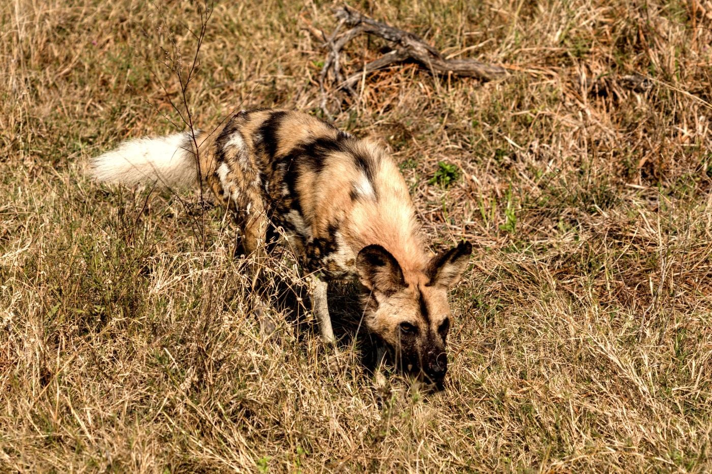 A wild dog in long grass